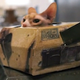Image for article titled The Best Videos of the Week